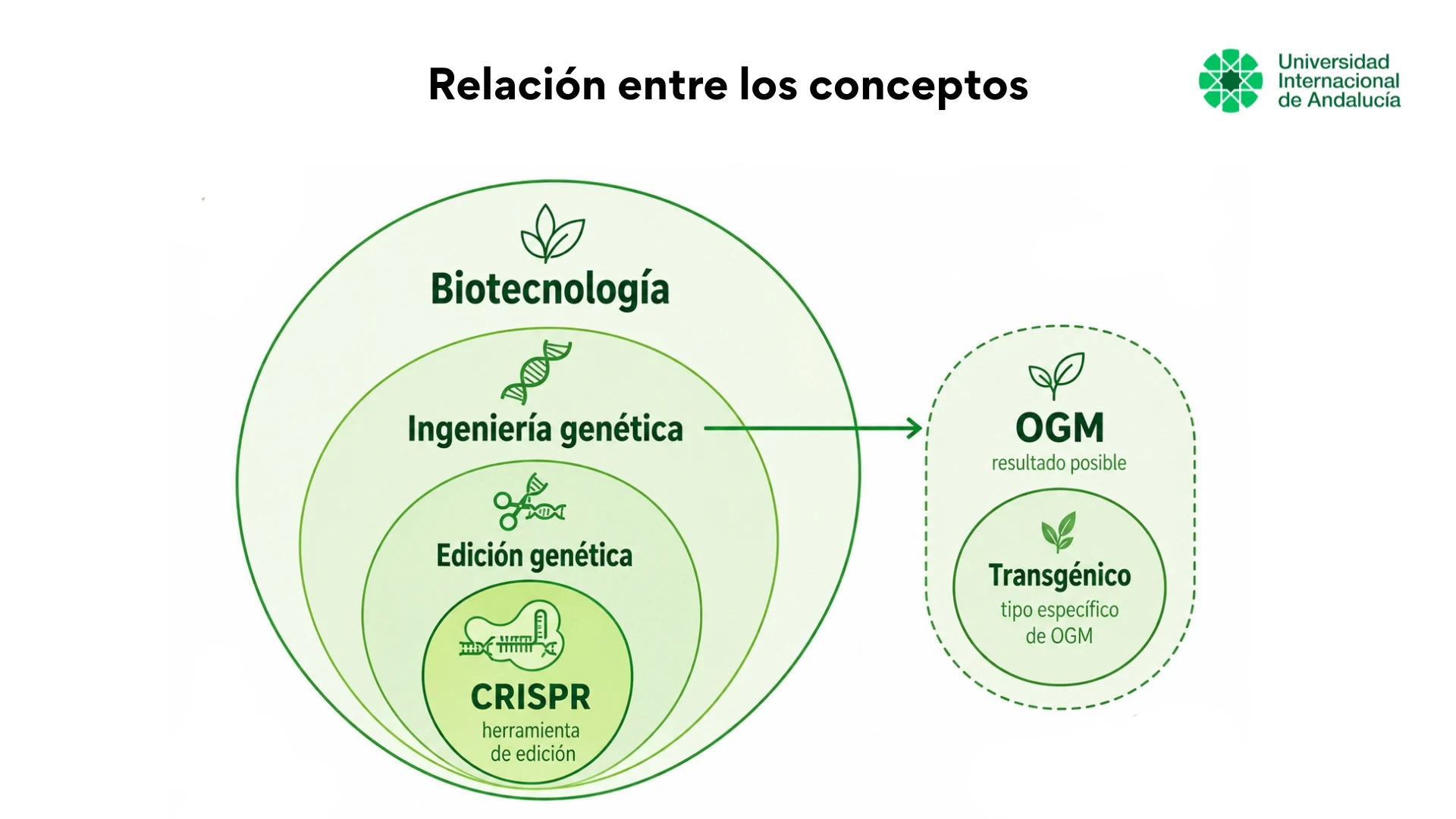 Esquema de relación entre biotecnología, ingeniería genética, edición genética, CRISPR, organismos modificados genéticamente y organismos transgénicos.