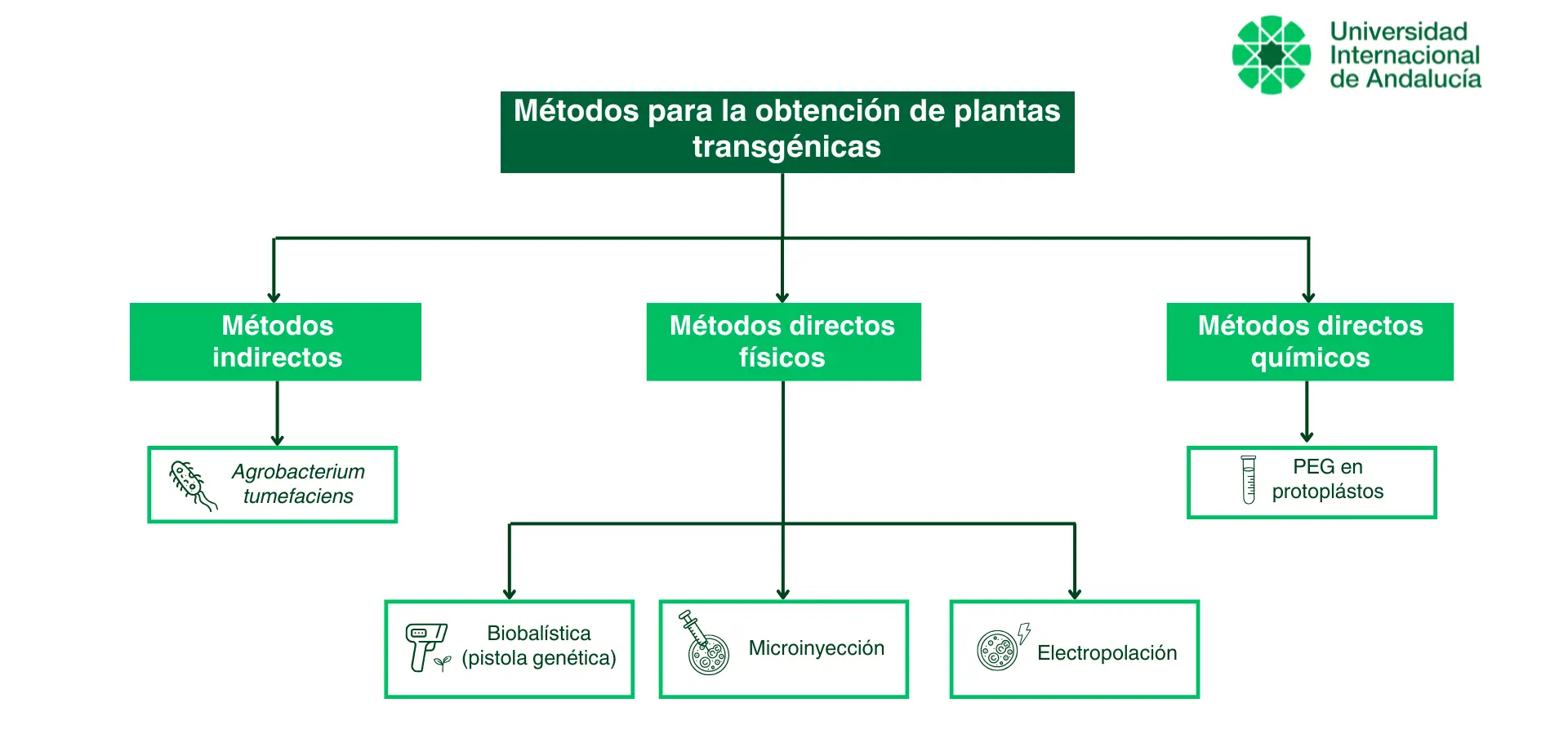 Métodos de obtención de plantas trangénicas 1